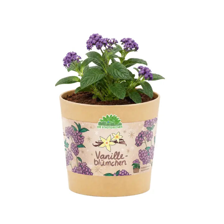 Blumenbecher - Vanilleblume